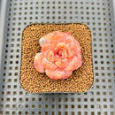 Echeveria 'Sugar Icing' 2" Succulent Plant Cutting