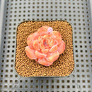 Echeveria 'Sugar Icing' 2" Succulent Plant Cutting