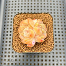 Echeveria 'Color Love' 2" Succulent Plant Cutting
