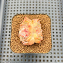 Echeveria 'Color Love' 2" Succulent Plant Cutting