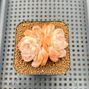 Echeveria 'Color Love' 2" Succulent Plant Cutting