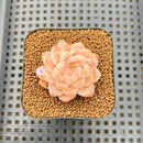 Echeveria 'Orange Diamond' 2" Succulent Plant Cutting