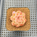 Echeveria 'Orange Diamond' 2" Succulent Plant Cutting