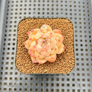 Echeveria 'Orange Diamond' 2" Succulent Plant Cutting
