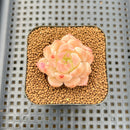 Echeveria 'Orange Diamond' 2" Succulent Plant Cutting