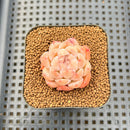 Echeveria 'Orange Diamond' 2" Succulent Plant Cutting