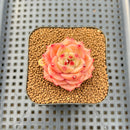 Echeveria 'Diamond Dragon' 1" Succulent Plant Cutting