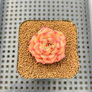 Echeveria 'Diamond Dragon' 1" Succulent Plant Cutting