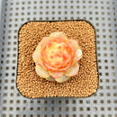 Echeveria 'Concubine's Smile' 2" Succulent Plant Cutting