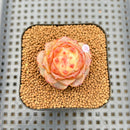 Echeveria 'Concubine's Smile' 2" Succulent Plant Cutting