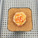Echeveria 'Concubine's Smile' 2" Succulent Plant Cutting