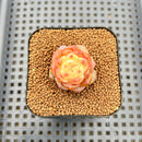 Echeveria 'Concubine's Smile' 2" Succulent Plant Cutting
