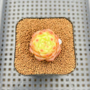 Echeveria 'Concubine's Smile' 2" Succulent Plant Cutting