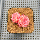 Echeveria 'Red Diamond' 1"-2" Succulent Plant Cutting