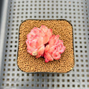 Echeveria 'Red Diamond' 1"-2" Succulent Plant Cutting