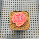 Echeveria 'Red Diamond' 1"-2" Succulent Plant Cutting