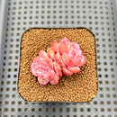 Echeveria 'Red Diamond' 1"-2" Succulent Plant Cutting