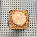 Echeveria 'Powdered Dry Ice' 1" Succulent Plant Cutting