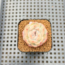 Echeveria 'Powdered Dry Ice' 1" Succulent Plant Cutting