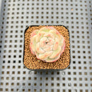 Echeveria 'Powdered Dry Ice' 1" Succulent Plant Cutting