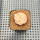 Echeveria 'Powdered Dry Ice' 1" Succulent Plant Cutting