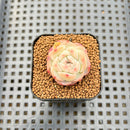 Echeveria 'Powdered Dry Ice' 1" Succulent Plant Cutting