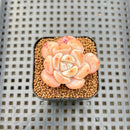 Echeveria 'Snow Crisp' 1" Succulent Plant Cutting