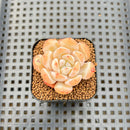 Echeveria 'Snow Crisp' 1" Succulent Plant Cutting
