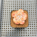 Echeveria 'Snow Crisp' 1" Succulent Plant Cutting
