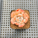 Echeveria 'Snow Crisp' 1" Succulent Plant Cutting