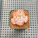 Echeveria 'Snow Crisp' 1" Succulent Plant Cutting