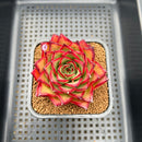 Echeveria Agavoides 'Double Score' 2" Succulent Plant Cutting