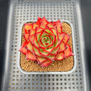 Echeveria Agavoides 'Double Score' 2" Succulent Plant Cutting