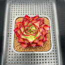 Echeveria Agavoides 'Double Score' 2" Succulent Plant Cutting