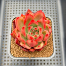Echeveria Agavoides 'Amestro' 2" Succulent Plant Cutting