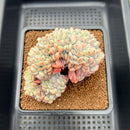 Echeveria 'Orange Monroe' Crested 3"-4" Succulent Plant Cutting