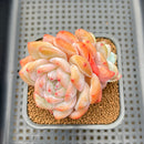 Echeveria 'Sung Young' 2"-3" Succulent Plant Cutting