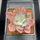 Echeveria 'Pink Harin' Variegated 3"-4" Succulent Plant Cutting