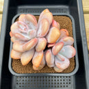 Graptoveria 'Lalla' 4"-5" Cluster Large Succulent Plant Cutting