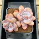 Graptoveria 'Lalla' 4"-5" Cluster Large Succulent Plant Cutting