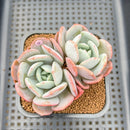 Echeveria 'Soul Mint' 2" Succulent Plant Cutting