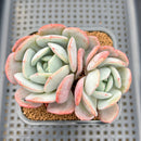 Echeveria 'Soul Mint' 2" Succulent Plant Cutting