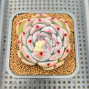 Echeveria 'Ruby Brush' 2"-3" (Chihuahuaensis Hybrid) Succulent Plant Cutting