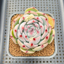Echeveria 'Ruby Brush' 2"-3" (Chihuahuaensis Hybrid) Succulent Plant Cutting