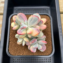 Cotyledon 'Orbiculata' Variegated 4"-5" Large Cluster Succulent Plant