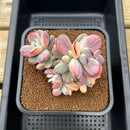 Cotyledon 'Orbiculata' Variegated 4"-5" Large Cluster Succulent Plant