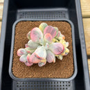 Cotyledon 'Orbiculata' Variegated 4"-5" Large Cluster Succulent Plant