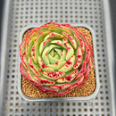 Echeveria 'Lovefire' 2" Succulent Plant Cutting