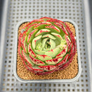 Echeveria 'Lovefire' 2" Succulent Plant Cutting