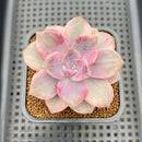 Graptopetalum 'Purple Delight' Variegated 2" Succulent Plant Cutting